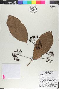 Ixora blumei image