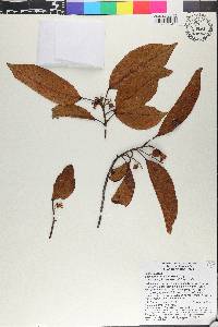 Baccaurea bracteata image