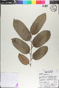 Diospyros frutescens image