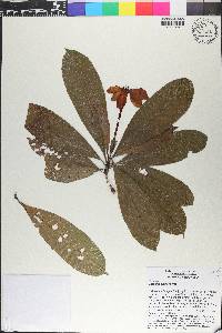 Gardenia tubifera image