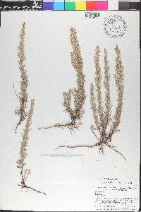 Artemisia frigida image