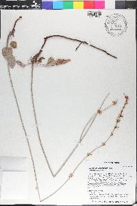 Eriogonum racemosum image