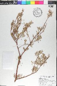 Acacia victoriae image