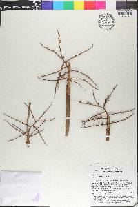 Licuala spinosa image