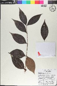 Pternandra rostrata image