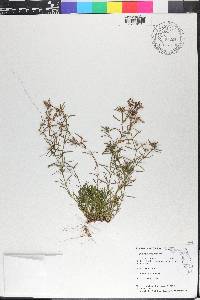 Polypremum procumbens image