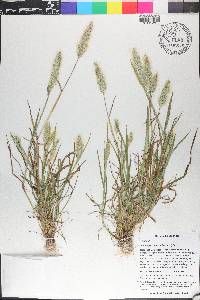 Polypogon monspeliensis image