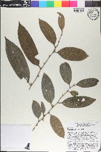 Diospyros frutescens image