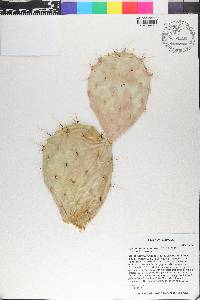 Opuntia orbiculata image