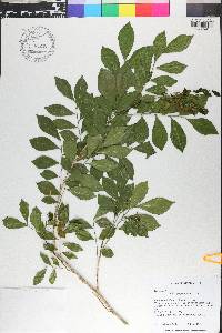 Murraya paniculata image