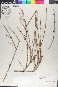 Ephedra californica image