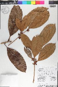 Pouteria austin-smithii image