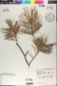 Pinus flexilis image