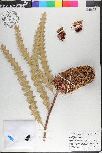 Banksia ashbyi image