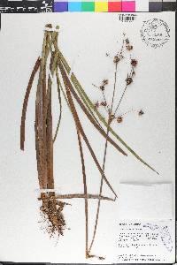 Juncus polycephalos image