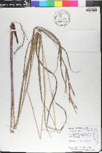 Paspalum urvillei image