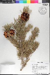 Pinus edulis image