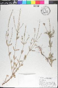 Verbena gracilis image