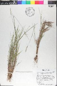 Panicum pinetorum image