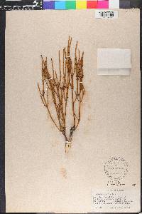 Ephedra viridis image