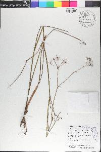 Tiedemannia filiformis image