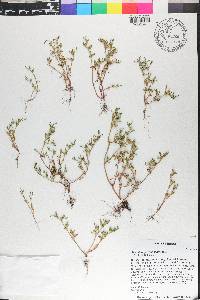 Sesuvium portulacastrum image