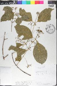 Pristimera celastroides image