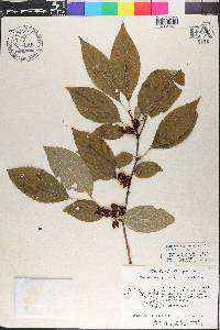 Ilex montana image