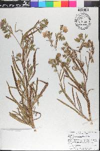 Trichodesma zeylanicum image