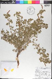 Acalypha radians image