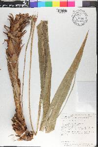 Pitcairnia atrorubens image