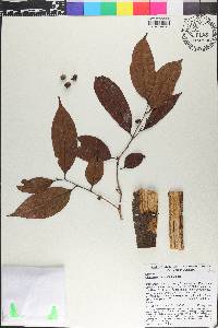 Diospyros frutescens image