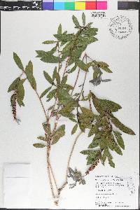 Melaleuca quinquenervia image