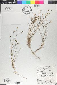 Perama hirsuta image