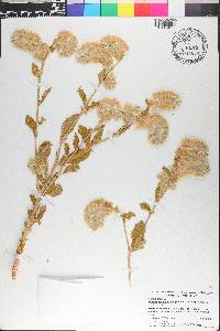 Ptilotus auriculifolius image