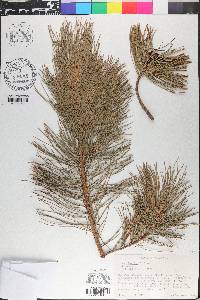 Pinus flexilis image