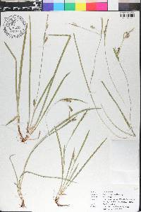 Carex styloflexa image