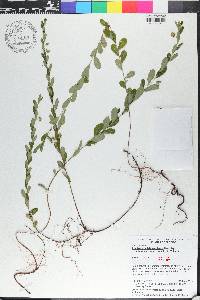 Phyllanthus liebmannianus image