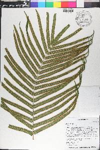 Pteris vittata image