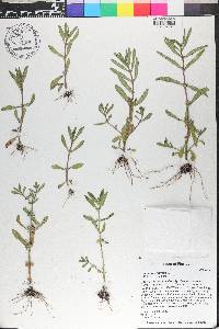 Ammannia latifolia image