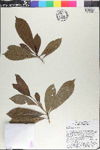Gardenia tubifera image