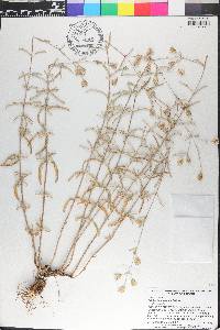 Brickellia lemmonii image