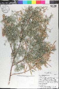 Tamarix chinensis image