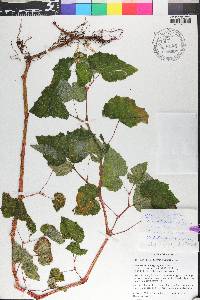 Begonia cucullata image