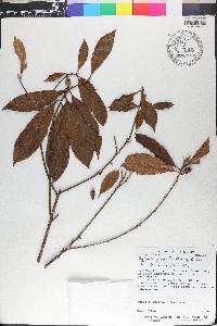 Pouteria durlandii image