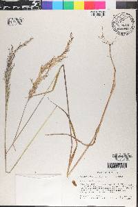 Calamagrostis pittieri image