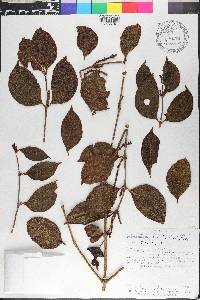 Phoradendron piperoides image