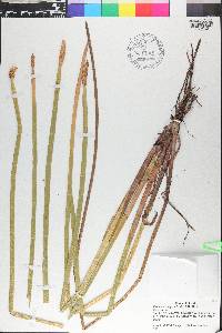 Eleocharis equisetoides image