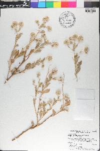 Ptilotus obovatus image