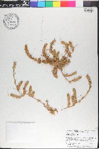 Cuscuta australis image